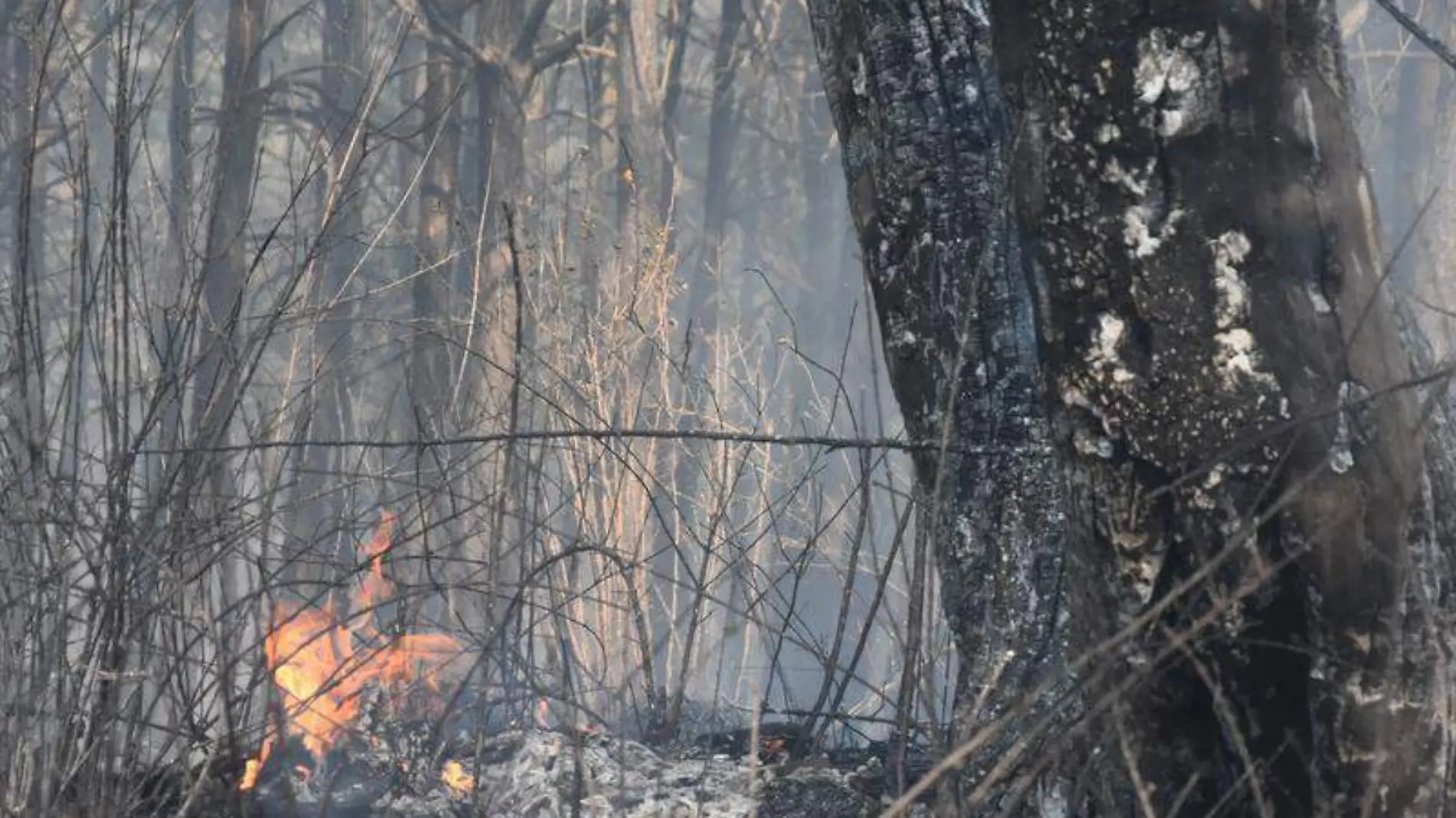 Incendios forestales (3)